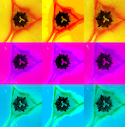 Tulips (After Warhol)